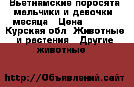 Вьетнамские поросята мальчики и девочки 3месяца › Цена ­ 3 000 - Курская обл. Животные и растения » Другие животные   